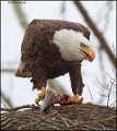 _2SB4276 american bald eagle eating fish
